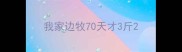 我家边牧70天才3斤
