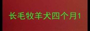 长毛牧羊犬四个月