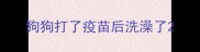 狗狗打了疫苗后洗澡了