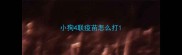 小狗4联疫苗怎么打