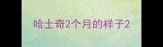 哈士奇2个月的样子