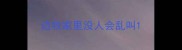 边牧家里没人会乱叫