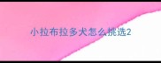 小拉布拉多犬怎么挑选