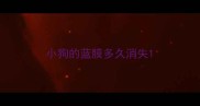 小狗的蓝膜多久消失