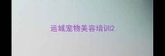 运城宠物美容培训