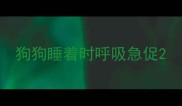 狗狗睡着时呼吸急促