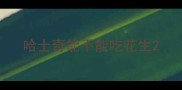 哈士奇能不能吃花生