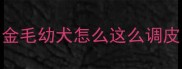 金毛幼犬怎么这么调皮