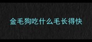 金毛狗吃什么毛长得快