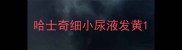 哈士奇细小尿液发黄
