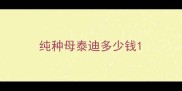 纯种母泰迪多少钱