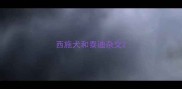 西施犬和泰迪杂交