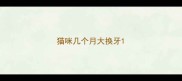 猫咪几个月大换牙