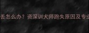 狗狗突然跑丢怎么办资深训犬师跑失原因及专业应对指南