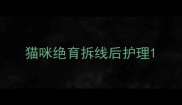 猫咪绝育拆线后护理