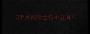 3个月的哈士奇不立耳