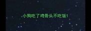 小狗吃了鸡骨头不吃饭