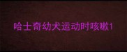 哈士奇幼犬运动时咳嗽