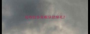 拉布拉多耳根块状掉毛