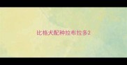 比格犬配种拉布拉多