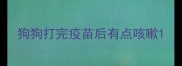 狗狗打完疫苗后有点咳嗽