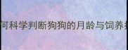 幼犬成长关键期如何科学判断狗狗的月龄与饲养指南附发育指标