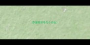 萨摩耶怀孕几个月生