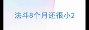 法斗8个月还很小