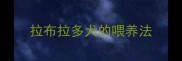 拉布拉多犬的喂养法