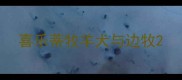 喜乐蒂牧羊犬与边牧