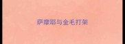 萨摩耶与金毛打架