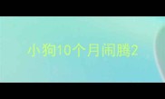 小狗10个月闹腾