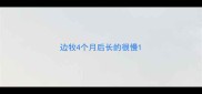 边牧4个月后长的很慢
