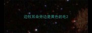 边牧耳朵旁边是黄色的毛