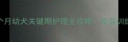两个月到三个月幼犬关键期护理全攻略疫苗训练与营养指南
