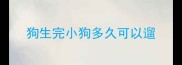 狗生完小狗多久可以遛