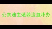 公泰迪生殖器流血咋办