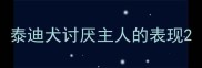 泰迪犬讨厌主人的表现
