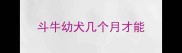 斗牛幼犬几个月才能