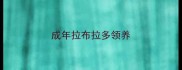 成年拉布拉多领养
