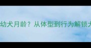如何科学判断幼犬月龄从体型到行为解锁犬只发育密码