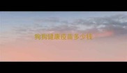 狗狗健康疫苗多少钱