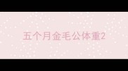 五个月金毛公体重