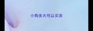 小狗多大可以买卖