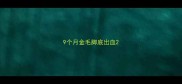 9个月金毛脚底出血