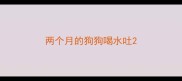 两个月的狗狗喝水吐