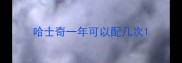 哈士奇一年可以配几次