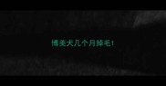 博美犬几个月掉毛
