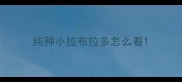 纯种小拉布拉多怎么看
