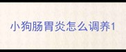 小狗肠胃炎怎么调养